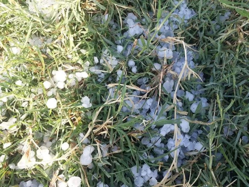 Dolu yağışı ekinlere zarar verdi
