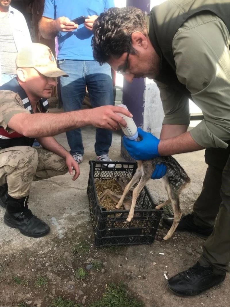 Karaca yavrularına jandarma şefkati

