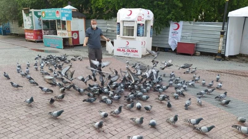 Yiyecek bulmakta güçlük çeken güvercinleri muhabirler yemledi
