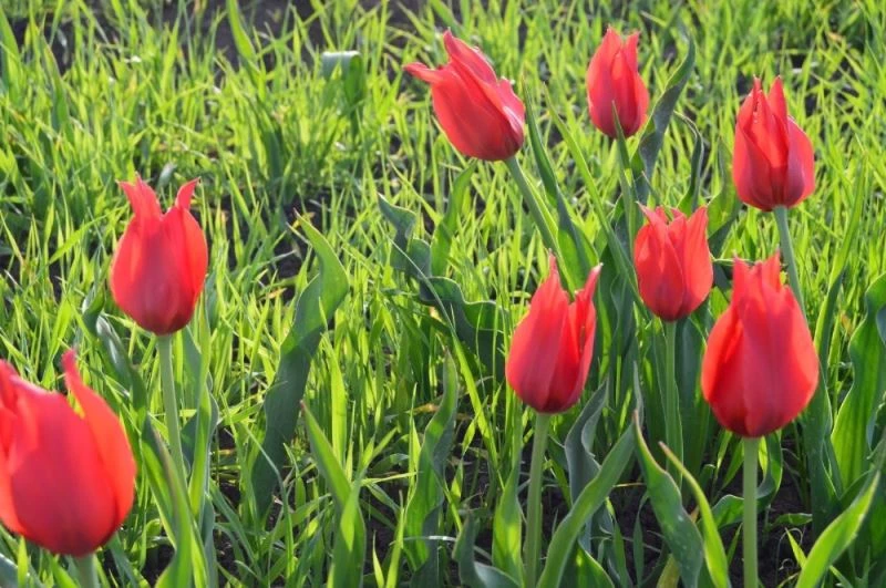 Laleler kırmızı rengiyle doğayı süslüyor
