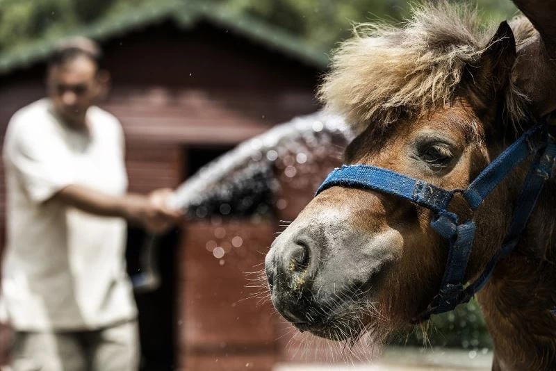 Doğa Parkın sakinleri buzlu meyve ve yağmurlama sistemiyle serinliyor
