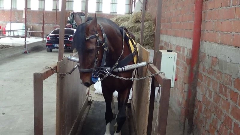 Rahvan atlar koşu bandında yarışa hazırlanıyor
