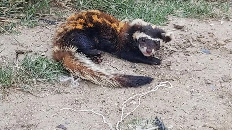 Tekirdağ’da nesli tehlikedeki Alaca Sansar bulundu

