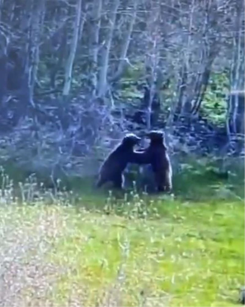 Ayıların güreşi kameralara takıldı
