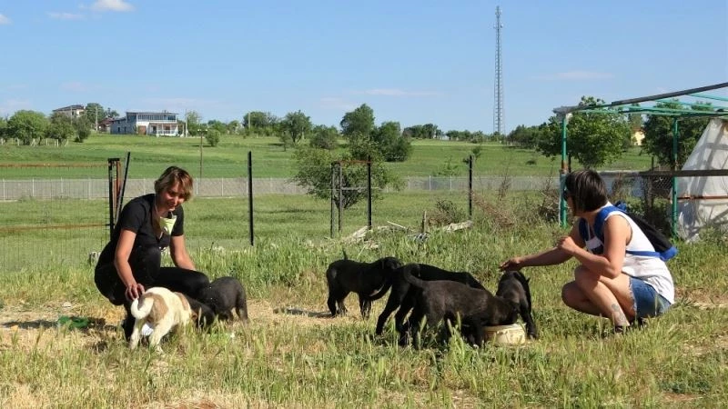 Pişirdikleri yemeklerle sokak hayvanlarını besliyorlar
