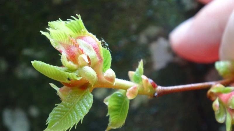 Katil arılara karşı biyolojik mücadele

