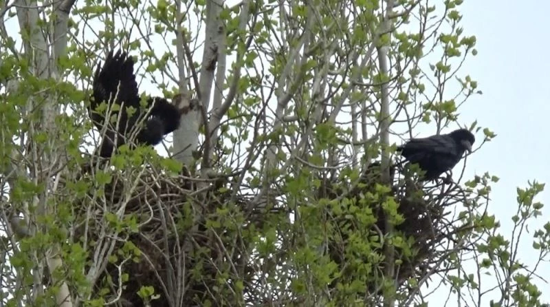 Kars’ta aşırı rüzgardan 14 köy zarar gördü

