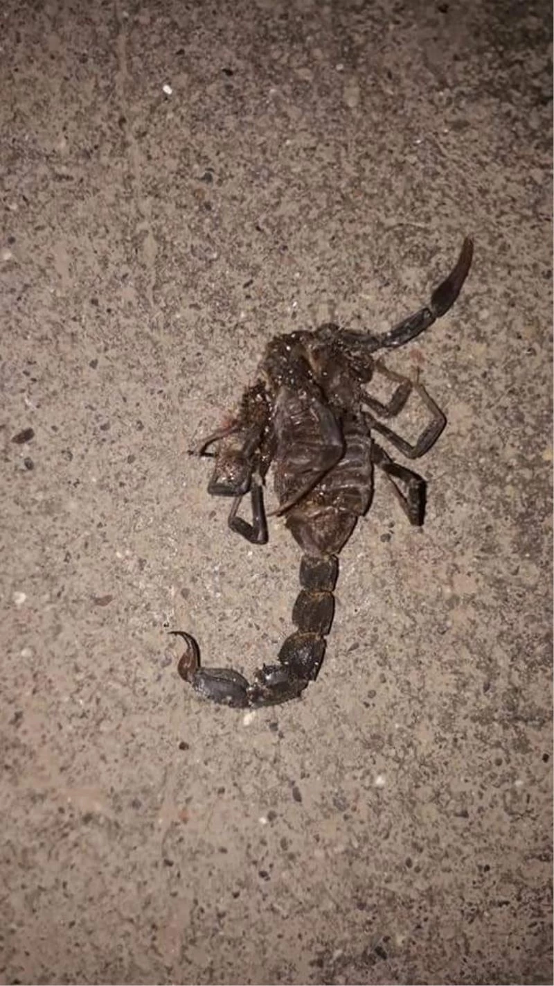 Akrepler çoğaldı köylüler paniğe kapıldı
