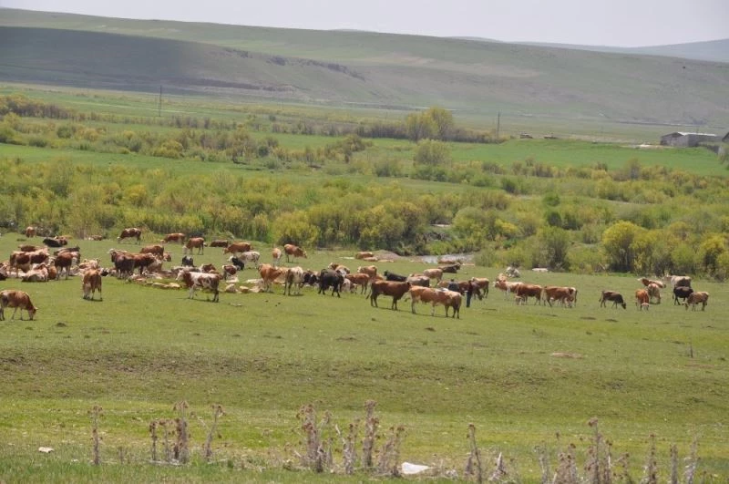 Kars’ta büyükbaş ve küçükbaş hayvanlar meralara çıkarıldı
