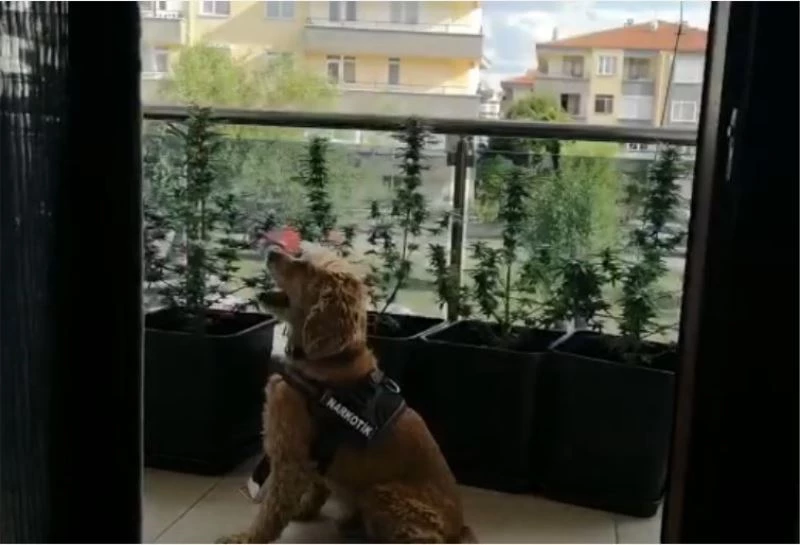 Özel düzenek ile evinde Hint keneviri üretirken yakalandı
