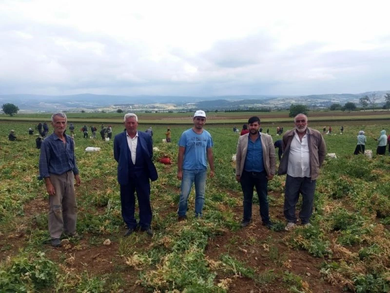 Yenişehir’de bezelye hasadı başladı
