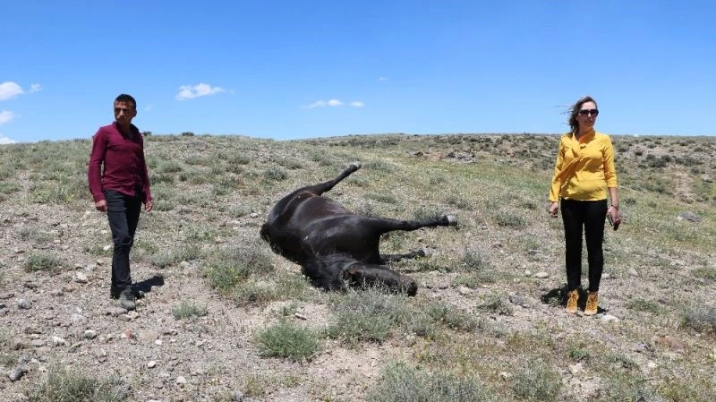 Kovboy muhtarın atını öldürdüler
