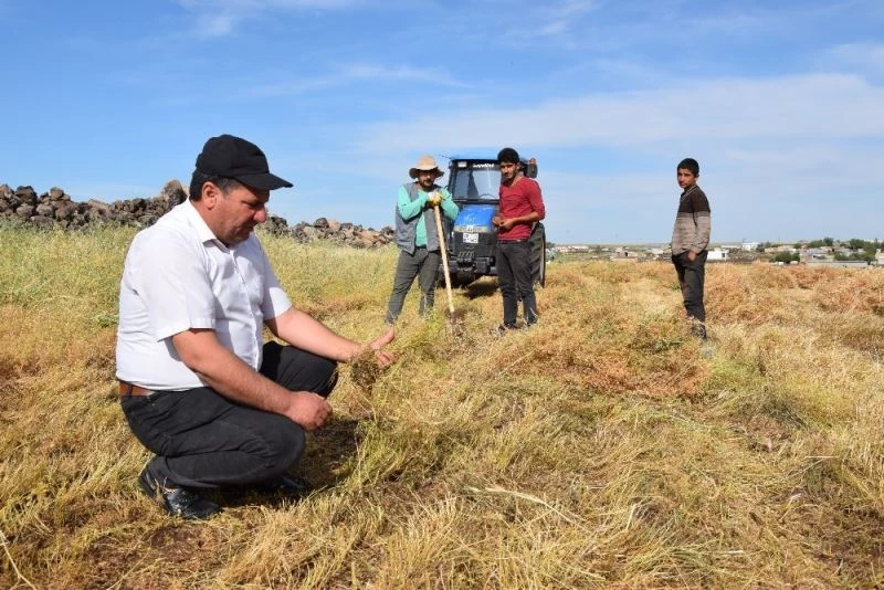 (Özel) Şanlıurfa’da mercimek hasadı sıkıntılı başladı
