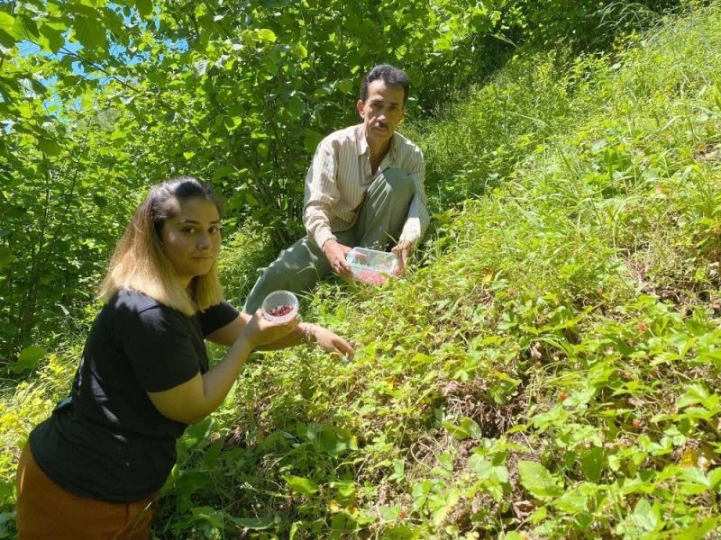 Dağlardan 4 saatte ancak 1 kilo toplanabiliyor, 150-200 TL’den satılıyor

