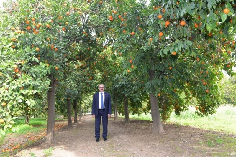 Afrika sıcakları çitçiyi vurdu, ürünler zarar gördü
