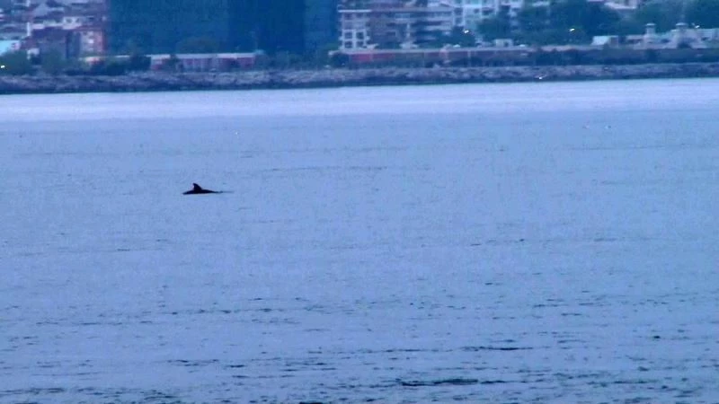 Yunuslar turkuaza bürünen İstanbul Boğazı’nı süsledi
