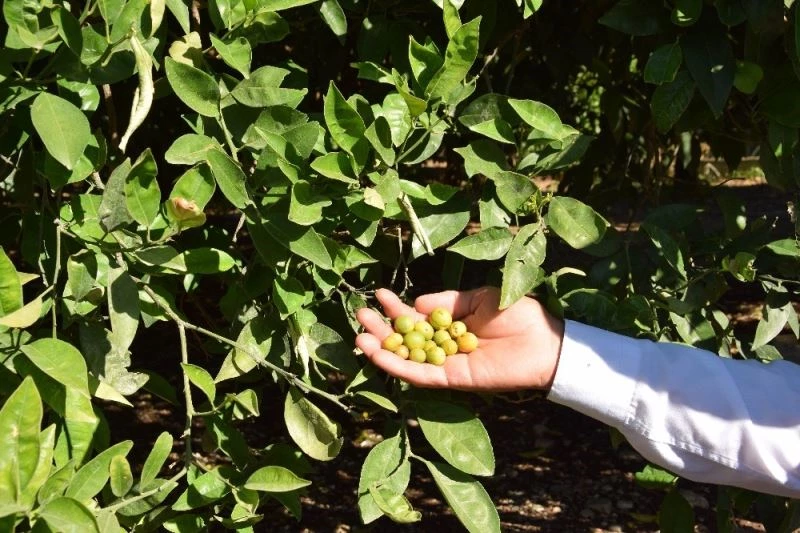 Çöl sıcakları narenciye ve zeytini vurdu, rekoltede yüzde 50 düşüş bekleniyor
