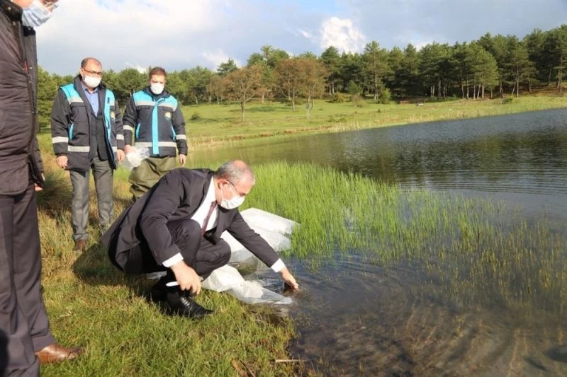 Kütahya’da 301 bin adet yavru sazan sulara bırakıldı
