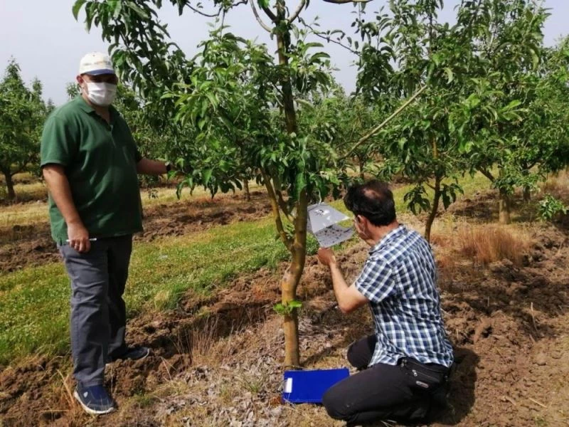 Feromon tuzakları tek tek kontrol ediliyor
