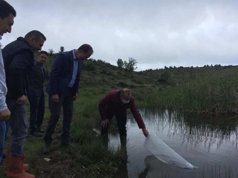 3 Bin yavru sazan sulara salındı
