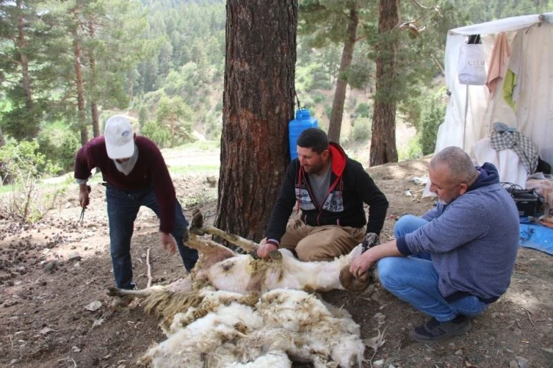 Kurbanlık koçların yün kırkımı başladı
