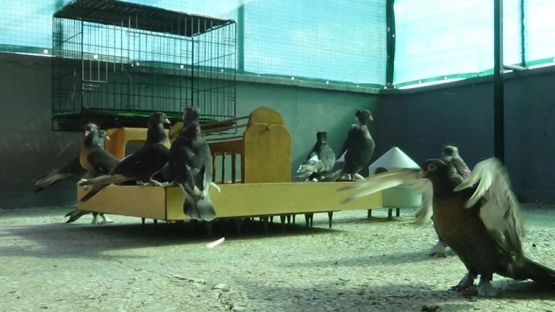 (Özel) Çifti 40 bin lira olan Pele ve Rihanna kümesin yıldızları
