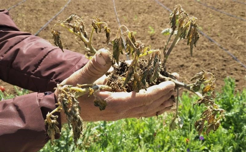 Yüzlerce dönüm tarım arazisini don vurdu, verim yüzde 50 düştü
