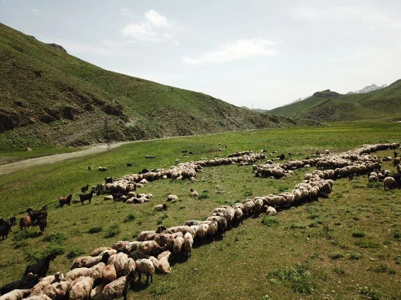 Terörün kökü kazındı yaylalar göçerlerle dolup taştı
