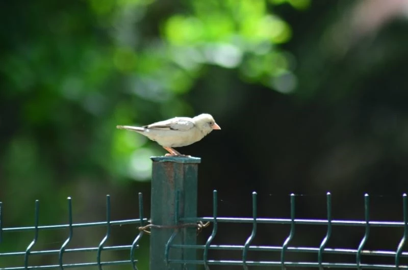 Doğada nadir görülen beyaz serçe Osmaniye’de görüntülendi
