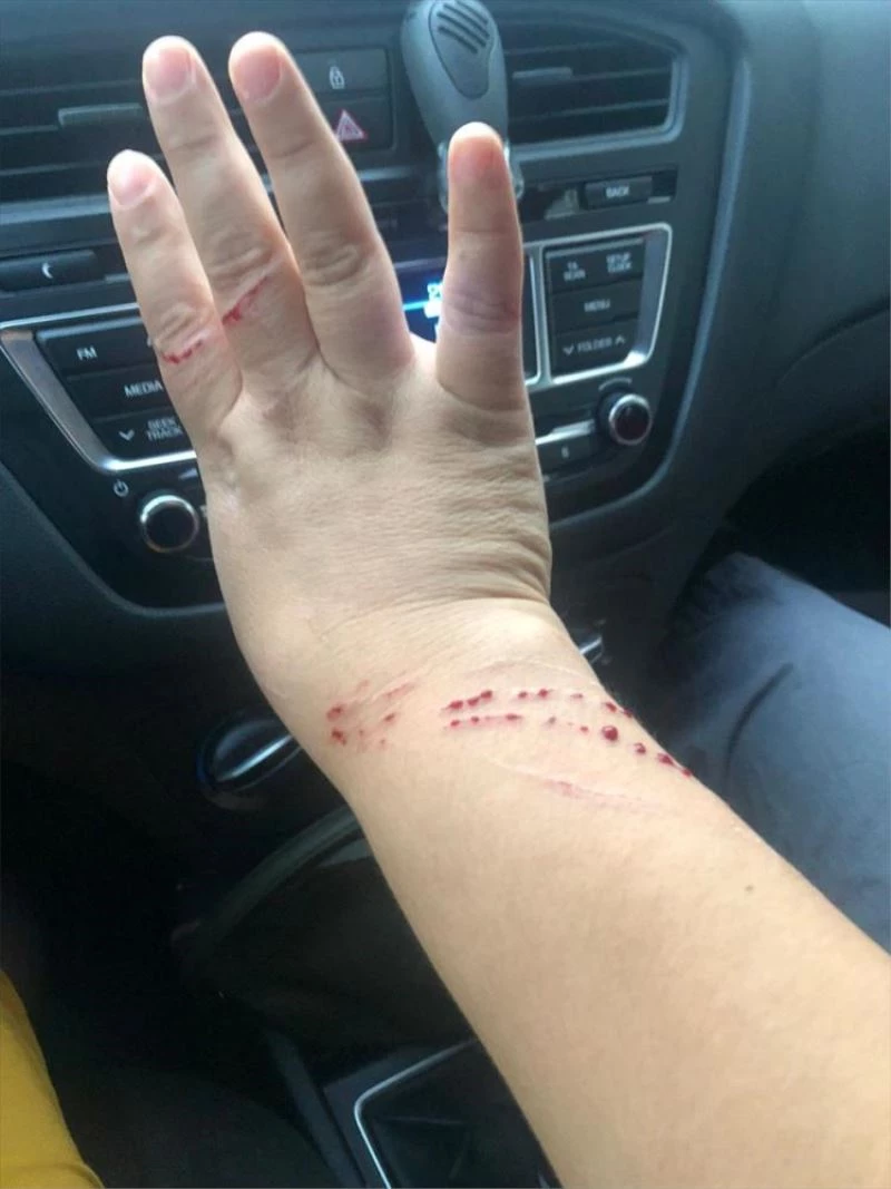 Köpeklerini gezdiren çifte kedinin saldırması güvenlik kamerasına yansıdı