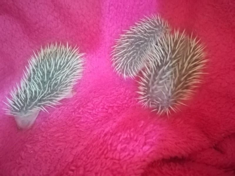 Ölen kirpinin 4 yavrusu koruma altına alındı
