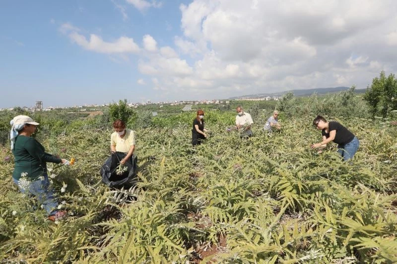 Üretici kadınlar enginar hasadı yaptı
