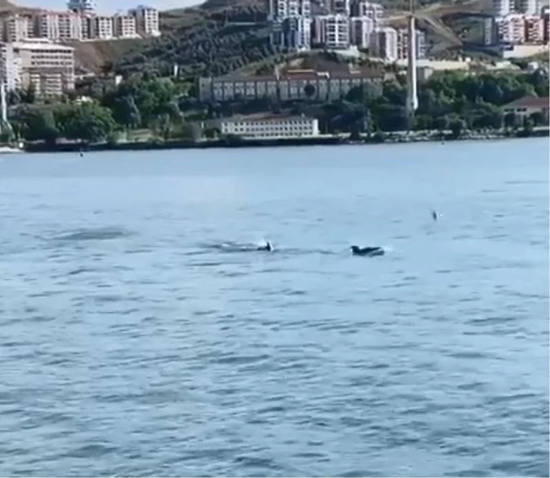 Yunusların keyfi böyle görüntülendi
