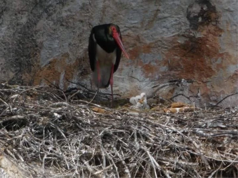 Nesilleri tükenmekte olan kara leyleklerin yavruları çıktı
