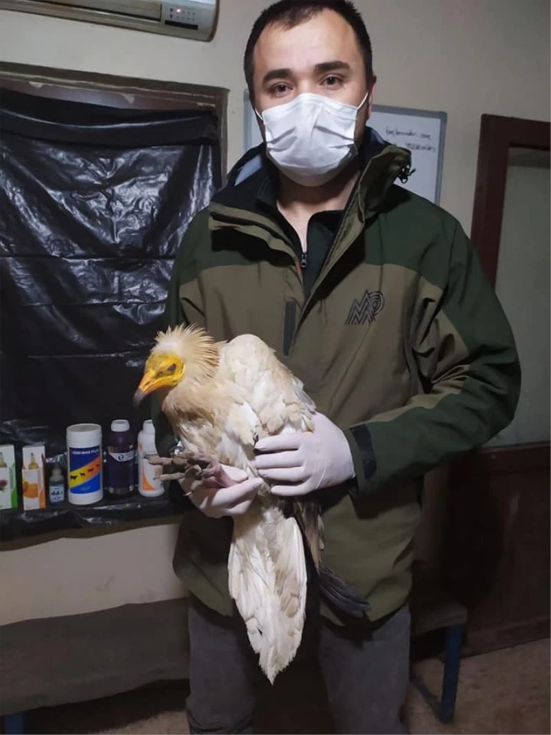 Eskişehir’de uydu vericisi takılı küçük akbaba bulundu
