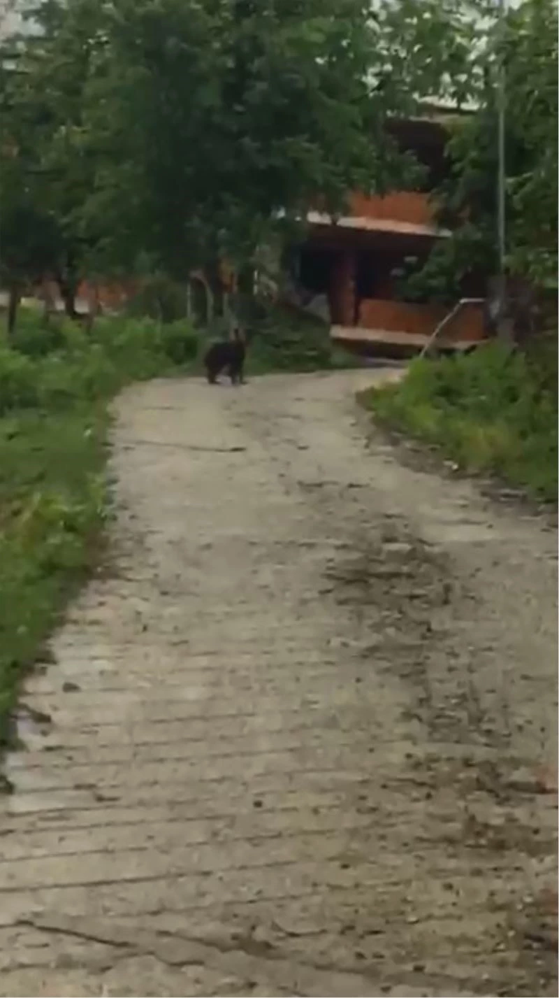 Köye kadar inen yavru ayı kamerayla görüntülendi
