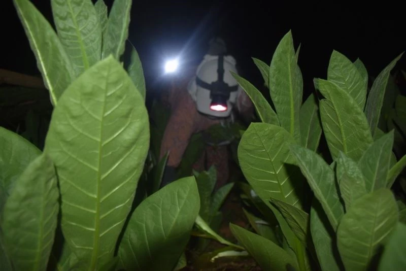 40 gün boyunca uykuyu unutuyorlar
