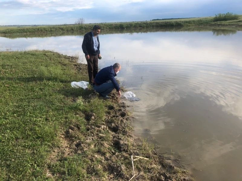 Tekirdağ’da 95 bin adet yavru sazan barajlara bırakıldı
