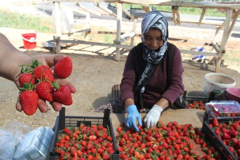 Çilekte böcek iddialarına üreticilerden tepki
