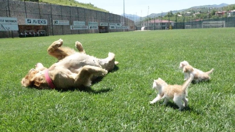 Kedi yavrularına annelik yapıyor
