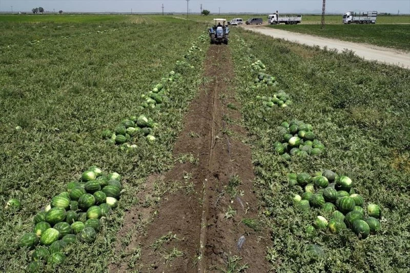 Adana karpuzunda 800 bin ton rekolte bekleniyor