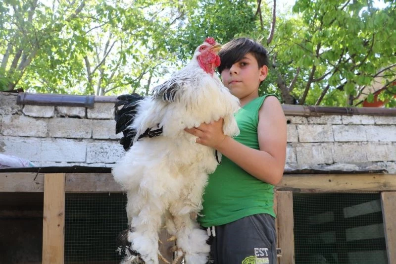 Bu horoz ve tavuklar dev cüsseleriyle dikkat çekiyor
