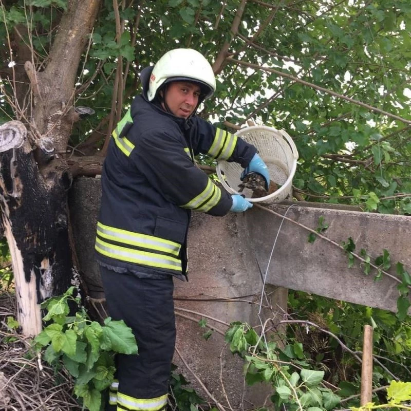 Kuyuya düşen kaplumbağalar için kurtarma operasyonu
