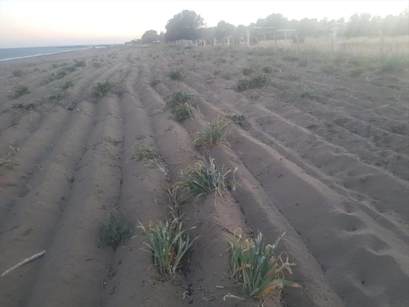 Yumurtalık sahilinde kum zambakları tahrip edildi