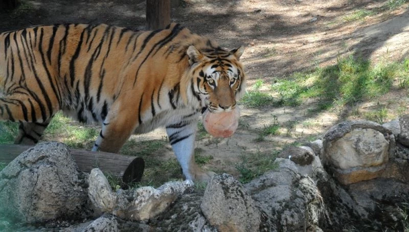 Hayvanların buzlu kokteyl keyfi

