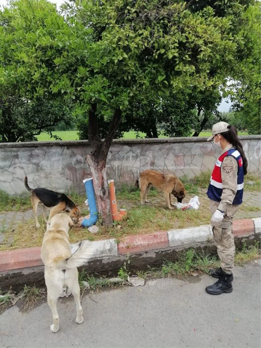 SOKAK HAYVANLARI DA UNUTULMADI