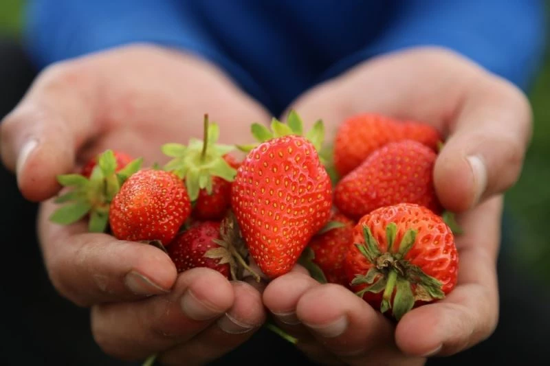 Elazığ’a özgü organik çilekte hasat başladı
