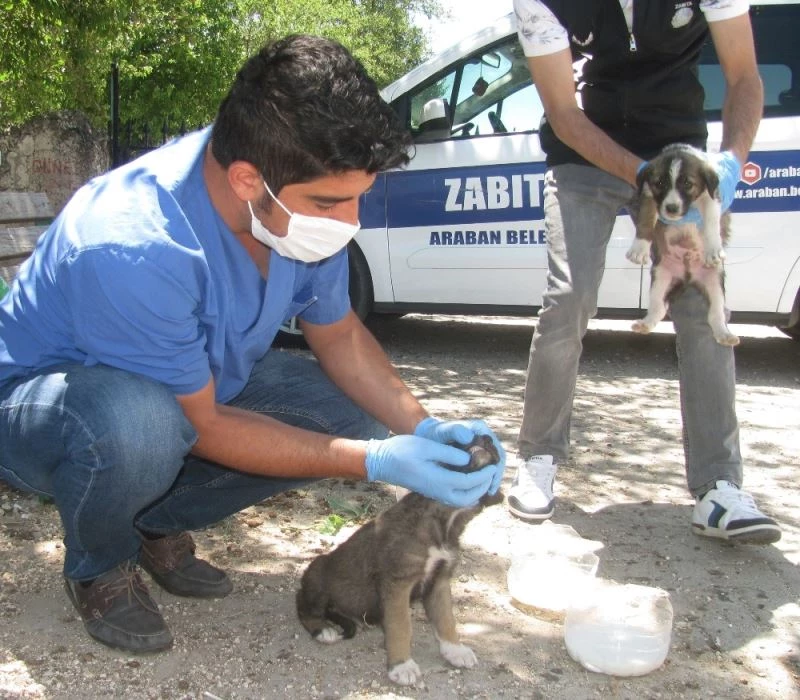 Annelerinin terk ettiği kedi ve köpek yavrularına belediye sahip çıktı
