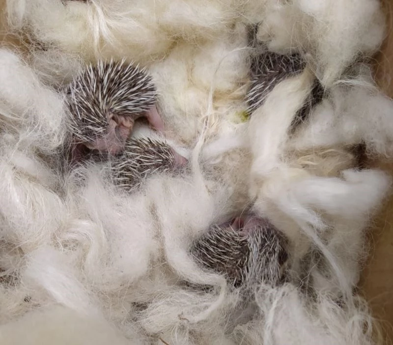 Yavru kirpiler, koruma altına alındı
