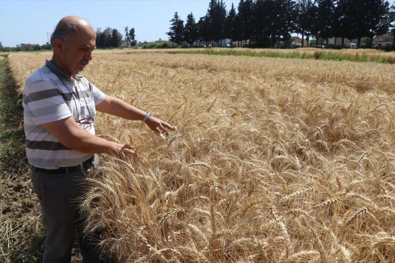 Doğu Akdeniz Tarımsal Araştırma Enstitüsünden 10 yeni tohum çeşidi